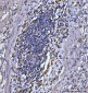 Anti-CD20 Antibody Picoband™ (monoclonal, 4D11)
